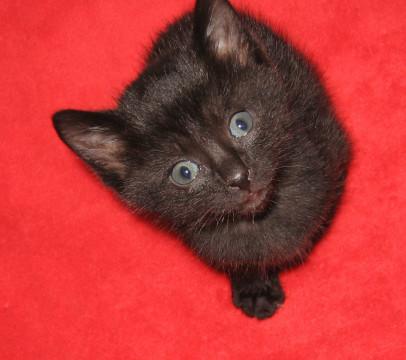 幸せを運んで災難も払う福猫フクちゃん