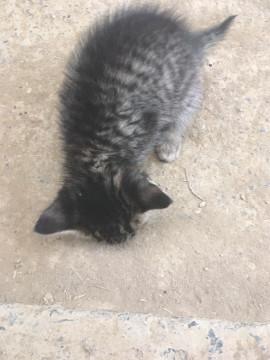 かわいいトラ柄