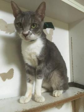 超人馴れ肩乗りゴロゴログレー色の子