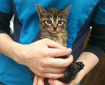 可愛いキジトラ君