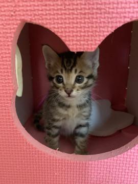 可愛い子猫