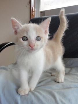 薄茶、おっとり兄弟