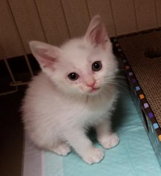 元気なおとこのこ！！『ニパくん』