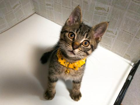 甘え上手なおぼっちゃま☆ハリーくん