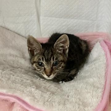 鍵シッポのシマシマちゃん