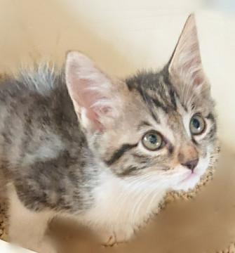 いっつも　楽しそうな仔　　