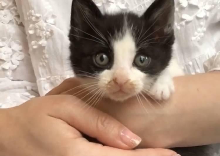 千葉県の猫の里親募集 流山市 ネコジルシ