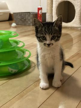 かわいい 雉白のおんなのこ(*^▽^*)