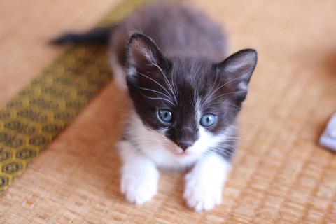 白黒子猫
