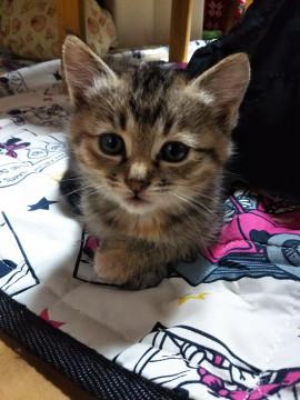 キュートなキジトラの藍ちゃん
