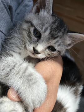 グレー雉白の かわいいぼうや(*´∇｀*