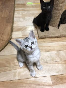 グレー雉白のおんなのこ（≧∇≦）