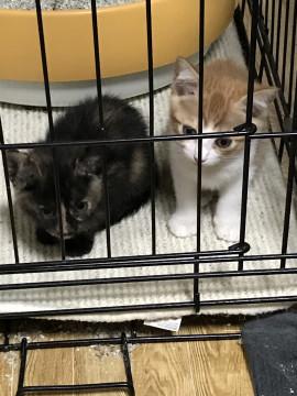 残された子猫兄妹