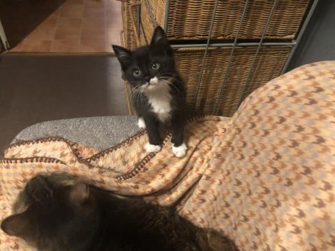 靴下にゃん子のくろちゃん