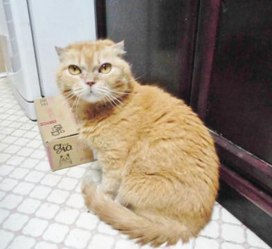 家も飼い主も失い野良猫に★本当の幸せを