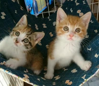 千葉県白井市/かわいい兄妹です