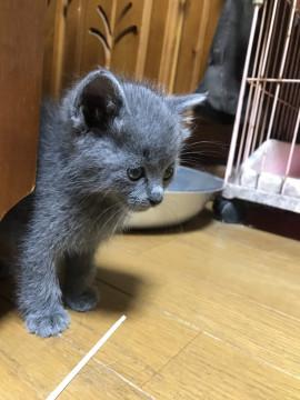 無邪気に遊んでいる、グレポンくん