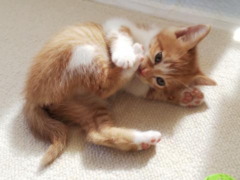 cuteなcats eye★美人三姉妹②