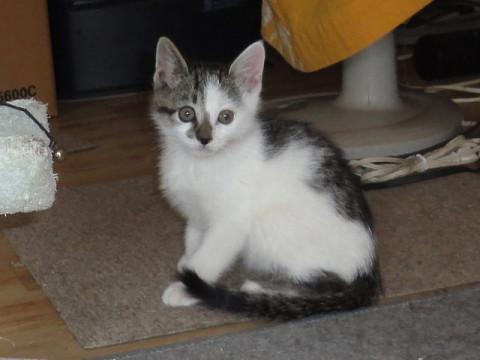 飽きない模様の男の仔