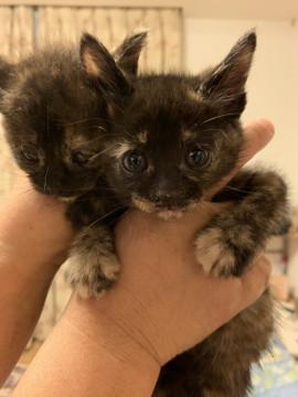 小さなさび猫ちゃん♬姉妹♬②