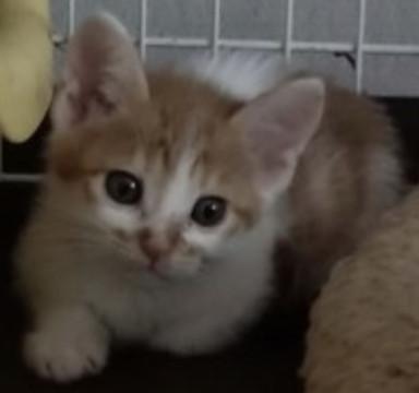 家族を探しています。