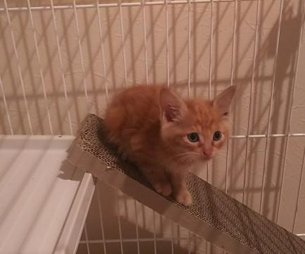 アメショ柄の茶トラ♂黒猫の♀