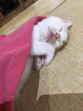 子猫★ミケミケズ④(5３)