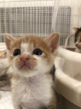 子猫★ミケミケズ⑤(5４)