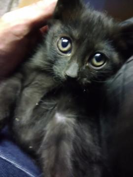 黒子猫兄弟