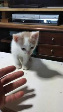頭麦色、ほぼ白い子猫