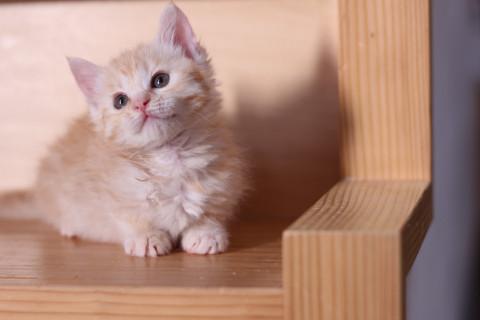 ムクムククリーム茶トラ女の子