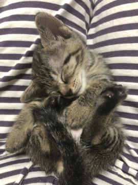 令和元年5月1日生まれの可愛い子猫