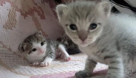 令和元年5月1日生まれの可愛い子猫