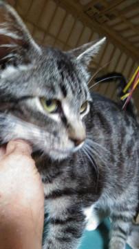 ソックス君が家族を探しています。