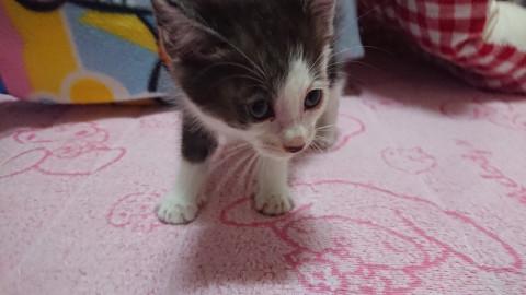 生後一ヶ月の男の子