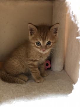 可愛い♬茶トラぼうや♬