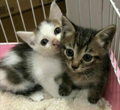 可愛いキジトラ&白キジ兄弟