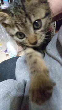 よくなつくキジトラの女の子