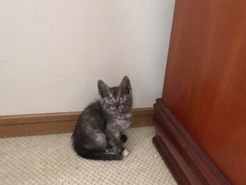 グレー柄の元気な女の子