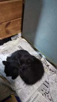 真っ黒な２匹