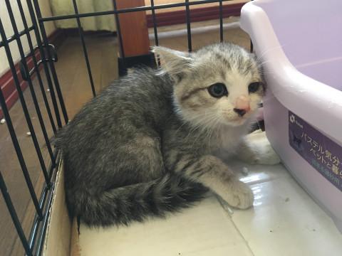 子猫です！