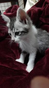 グレー模様の赤ちゃん猫ちゃんです
