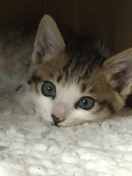 お鼻のドットが可愛い美猫ちゃん