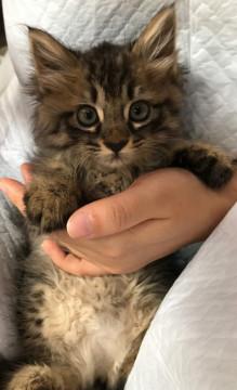 ふわふわ 長毛 可愛いこちゃん