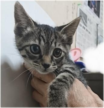 生後約2ヶ月の女の子★兄弟猫①