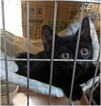 生後約2ヶ月の女の子★兄弟猫②