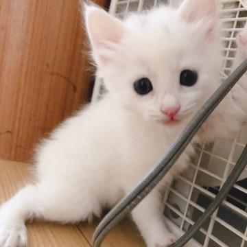 ふわふわ甘えん坊なタレ目くん2♡