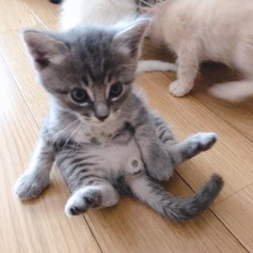 ヤンチャなサバトラくん☆