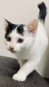 私はお利口なしっぽです！