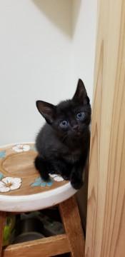 生後1カ月の甘えん坊の子猫
